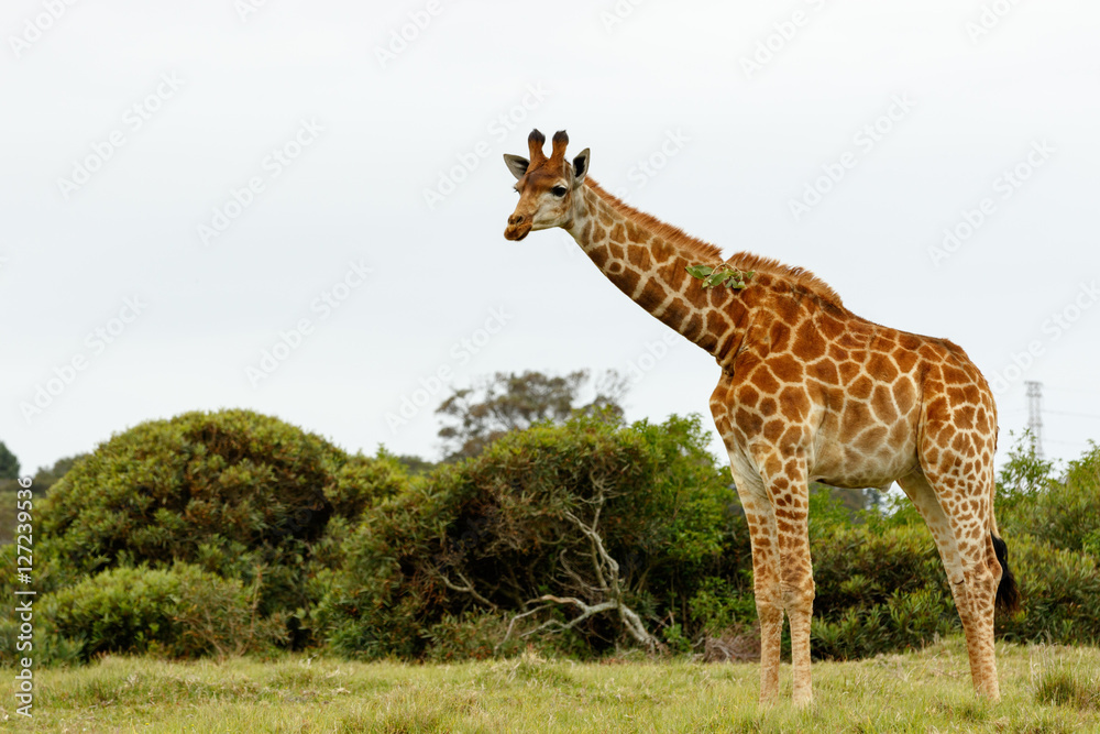 Obraz premium Giraffe with a leaf stuck on his neck