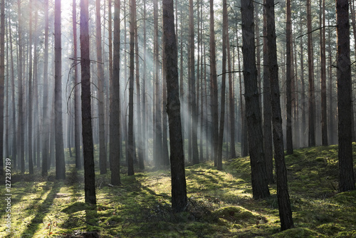 Fototapeta Naklejka Na Ścianę i Meble -  Mgła w lesie.