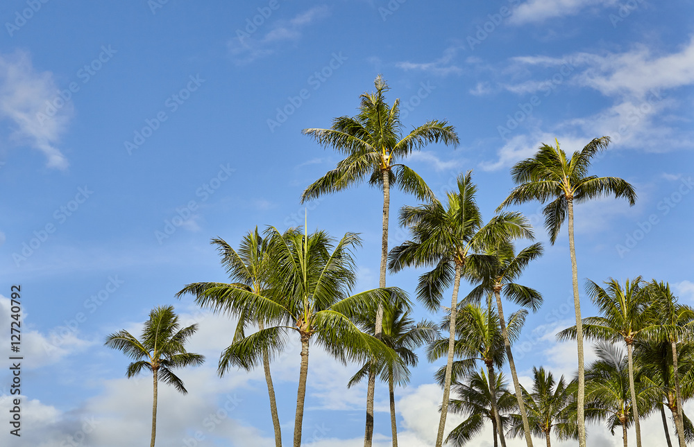 Tropical island palm trees and blue sky with clouds