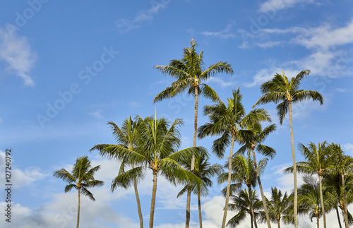 Tropical island palm trees and blue sky with clouds