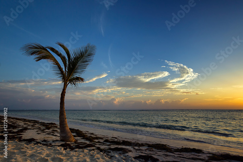 Palm tree on beach at sunrise