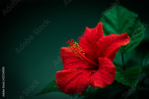 Цветущий гибискус