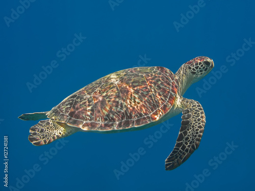 Green sea turtle in blue sea water, tropical tortoise swimming underwater