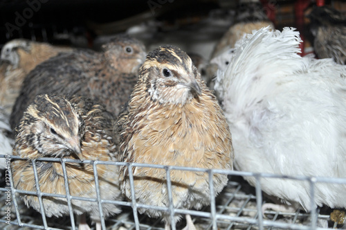 перепел в клетке