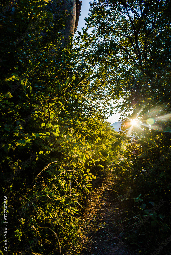 Fototapeta premium sunlight flare with leaves and bushes