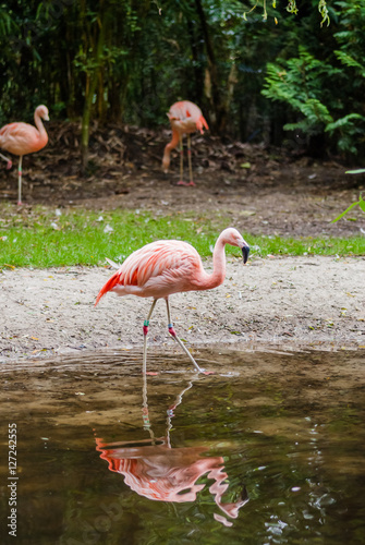 Group of flamingos..
