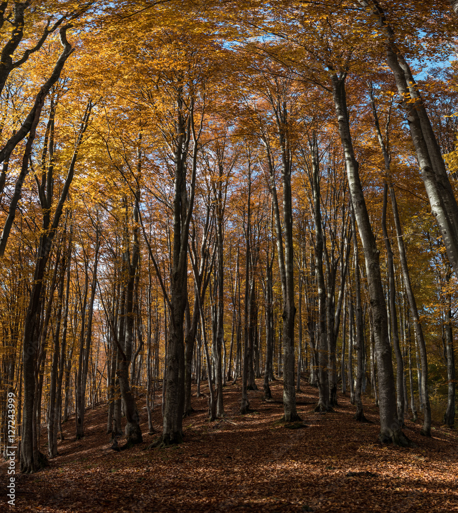 Autumn beech forest in the Carpathian Mountains
