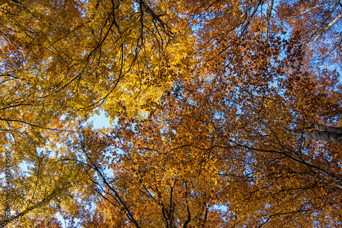 Photo low angle view of autumn bright sunny sky through sun-illu