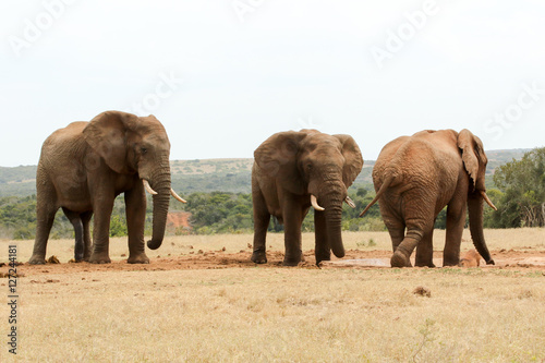Bush Elephant showing who's the boss