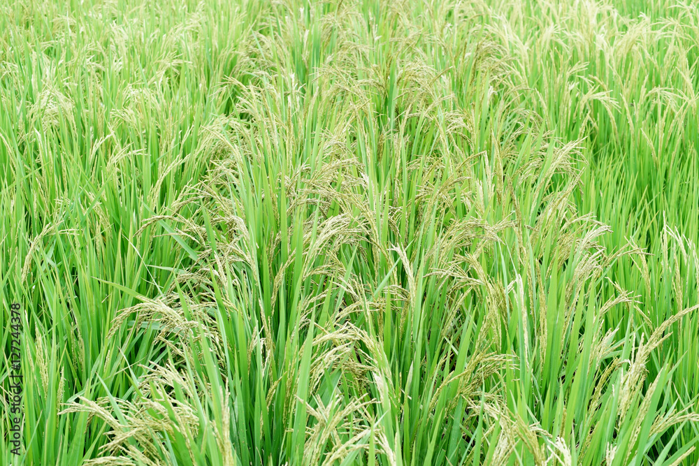 paddy rice in field paddy rice in field