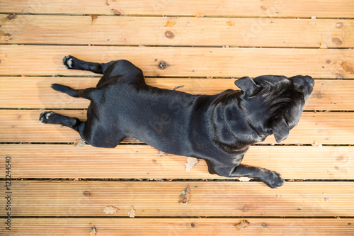 Fototapeta Naklejka Na Ścianę i Meble -  Handsome Staffordshire Bull Terrier dog lying on decking