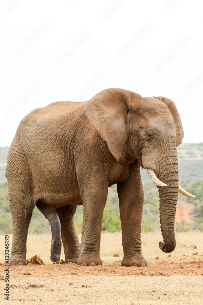 Bush Elephant just standing