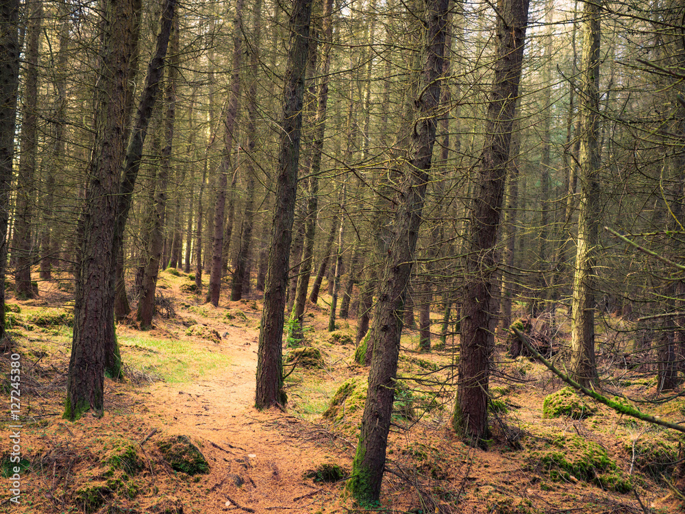 Fototapeta premium Pine tree forest in Northern Ireland