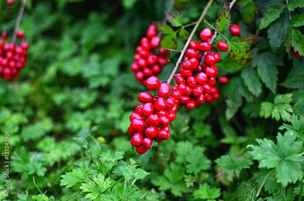 red Berries Growing on a Bush red Berries Growing on a Bush