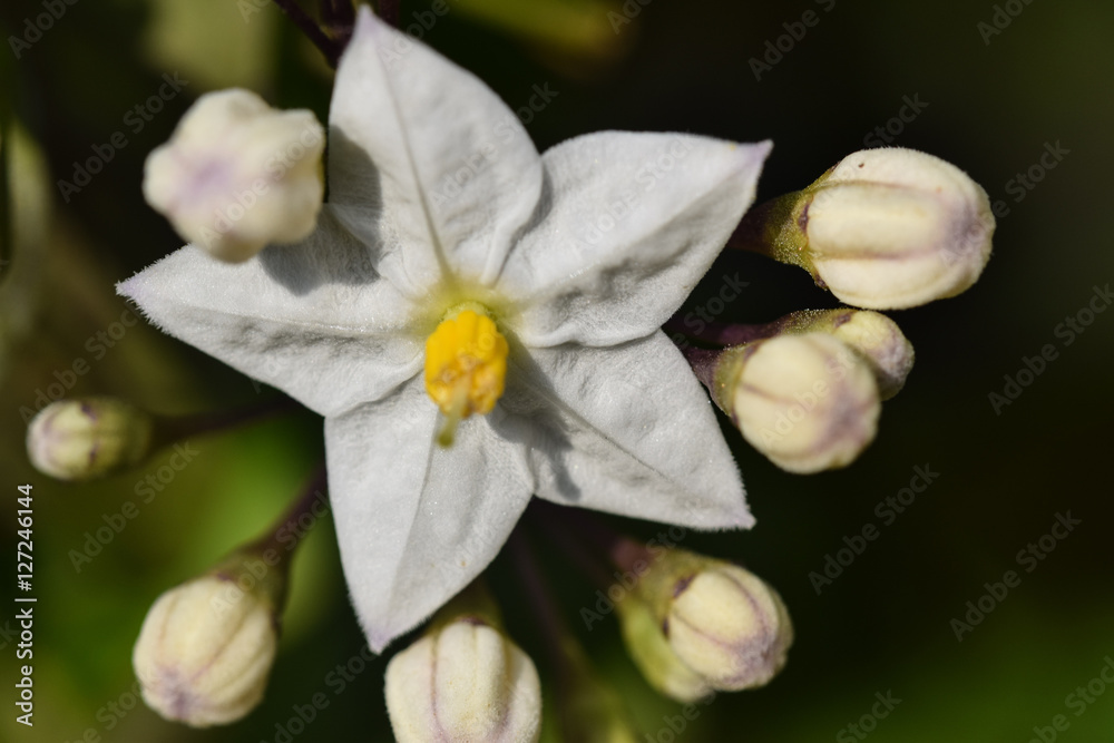 Blumenzauber Macro Blumenzauber Macro