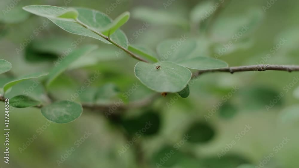 ant crawling on a leaf ant crawling on a leaf