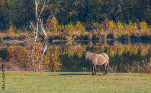 Konik Pferd mit See im Hintergrund, Herbst