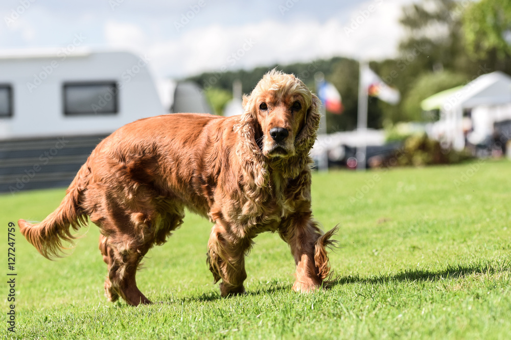 Fototapeta premium Cocker Spaniel Emma