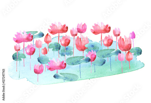 pink water lotus blooming flowers. watercolor hand drawn illustr