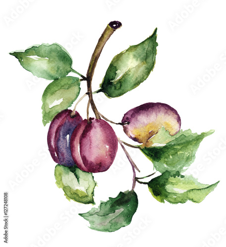 Stylized illustration of plum