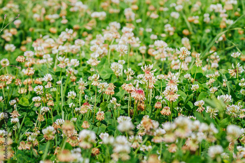 Close-up meadow of white shamrocks flowered with sunlight