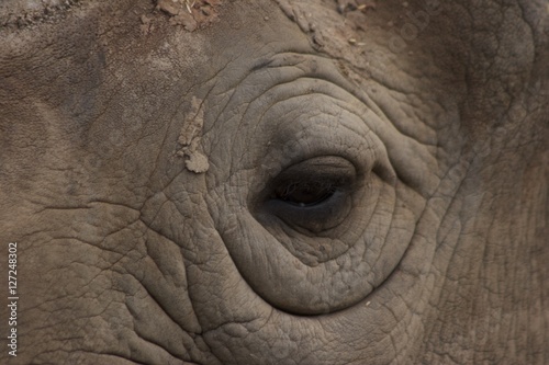 Elephant Eye © Steven Wallace