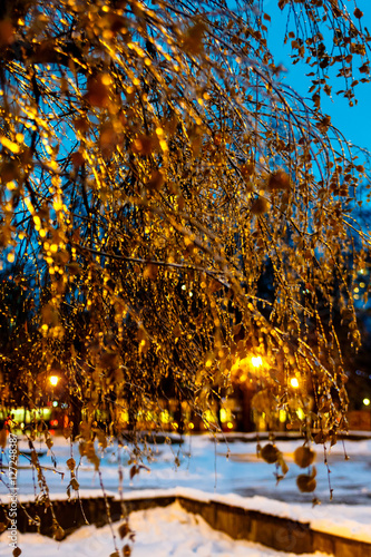Frozen water drops on the branches glisten in the light of a lan