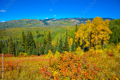 Fall Colors - Routt County, Colorado