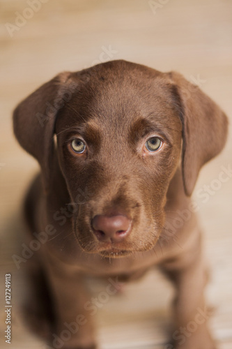 Chocolate Lab Puppy
