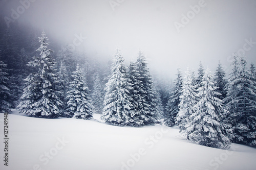 snowy winter landscape