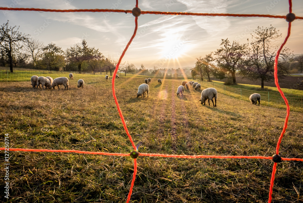 Fototapeta premium Schafe auf der Weide