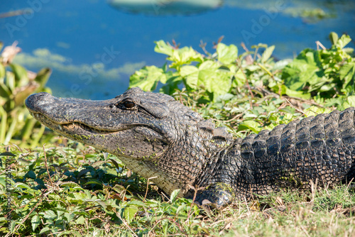 Alligator at Brazos Bend State Park