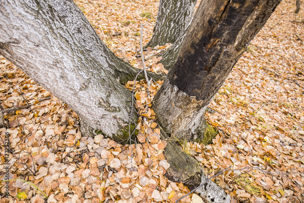 The autumn birch trees and leaves The autumn birch trees and leaves