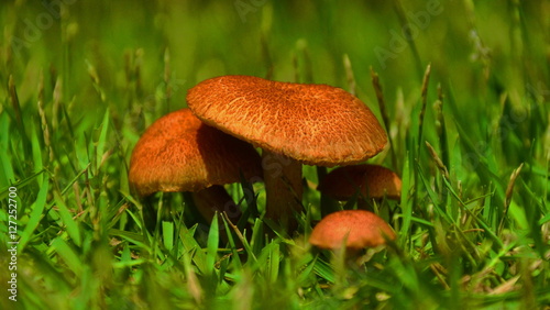 wild mushrooms in the grass