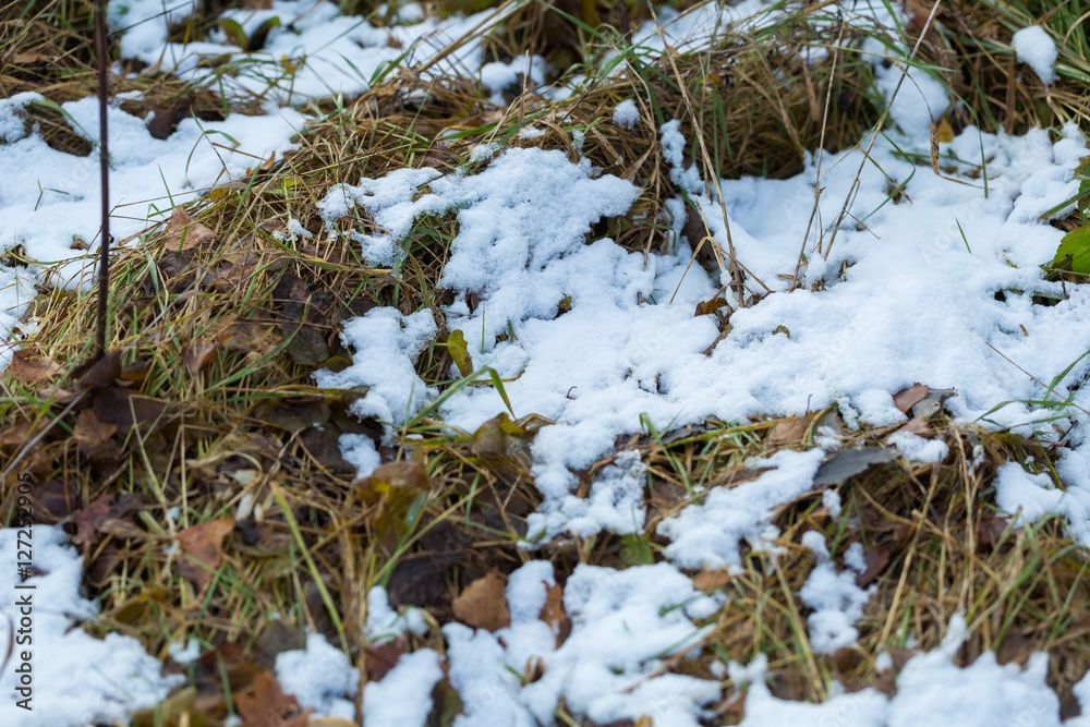 Snow malting on grass at spring or autumn Snow malting on grass at spring or autumn