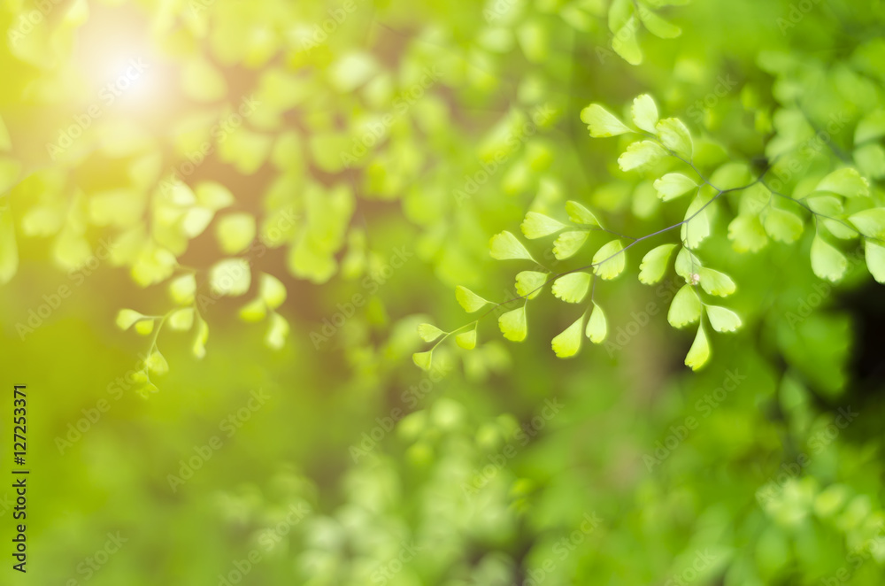 Natural defocused and depth of field (DOF) effect of green leaf, the bokeh effect and morning sunlight