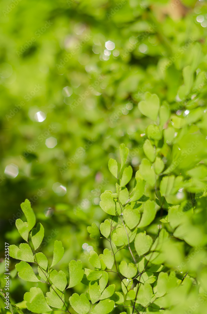 Used for background - Natural defocused and depth of field (DOF) effect of green leaf, the bokeh effect Used for background - Natural defocused and depth of field (DOF) effect of green leaf, the bokeh effect