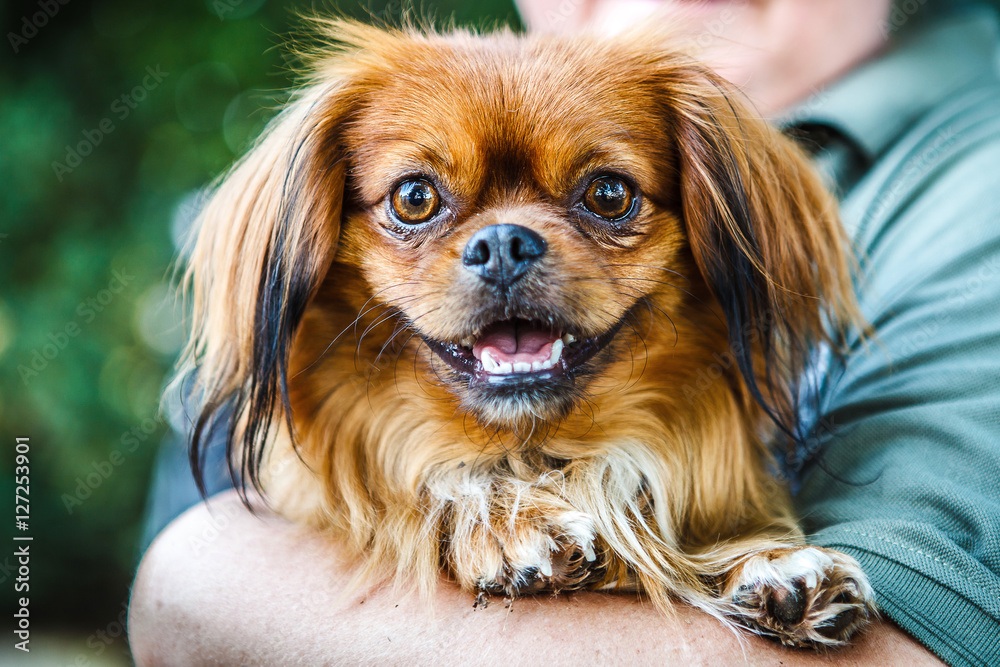 Naklejka premium Small brown pekingese dog in hands