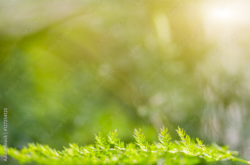 Natural defocused and depth of field (DOF) effect of green leaf, the bokeh effect and morning sunlight Natural defocused and depth of field (DOF) effect of green leaf, the bokeh effect and morning sunlight