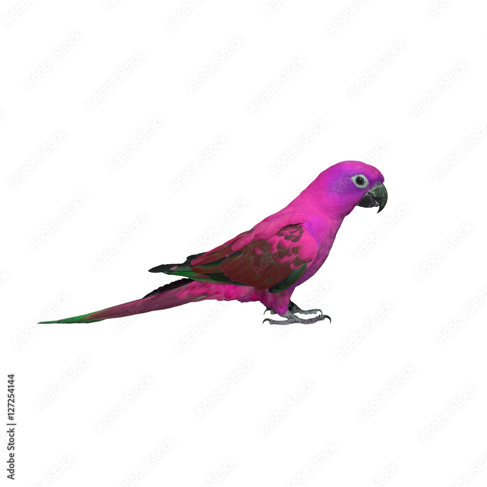 Fototapeta premium Colorful of Parrot, sun Conure , yellow parrot , small parrot isolated on white background