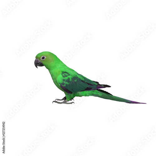 Colorful of  Parrot, sun Conure , yellow parrot , small parrot isolated on white background © chamnan phanthong