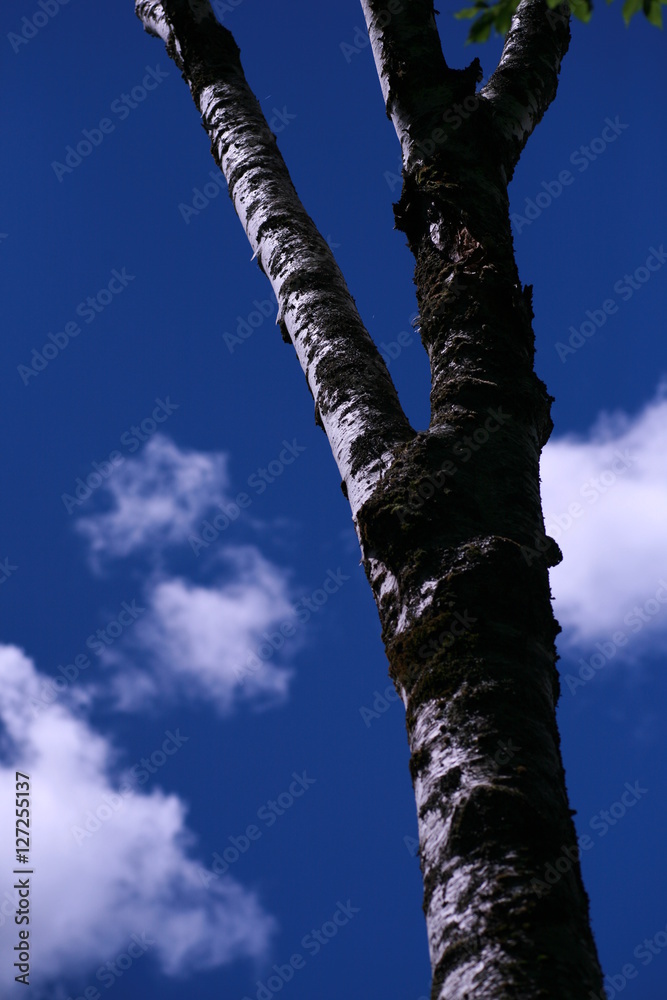 Fototapeta premium A Tree in Kamikochi Japan