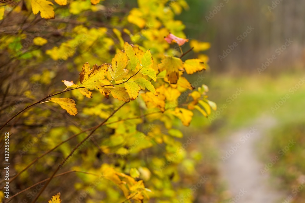 Close up of autumnal leaves on branch of tree or hedge Close up of autumnal leaves on branch of tree or hedge