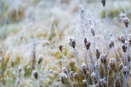 Hoarfrost on plant