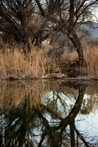 Tree reflecting in lake