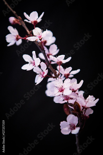 Cherry blossom flower on black