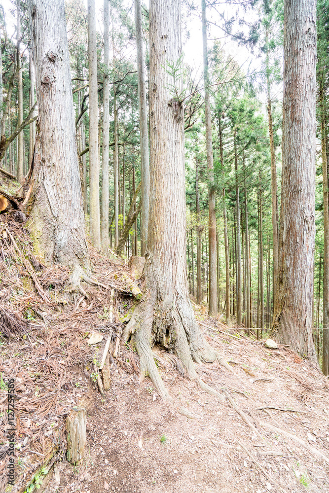 Fototapeta premium 森の風景