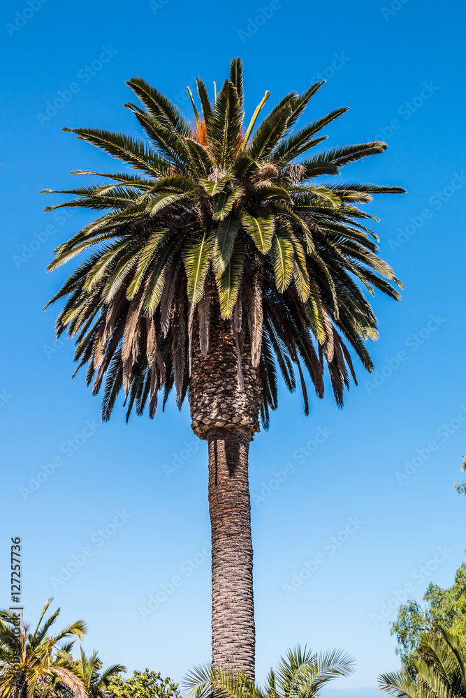 Obraz premium Canary Island date palm (Phoenix canariensis) with blue sky background.