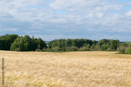 Obraz na płótnie Russian field the Urals autumn windy day w salonie
