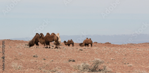 Mongolian Camels